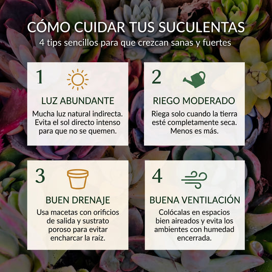 50 MIX SEMILLAS DE SUCULENTAS PREMIUM