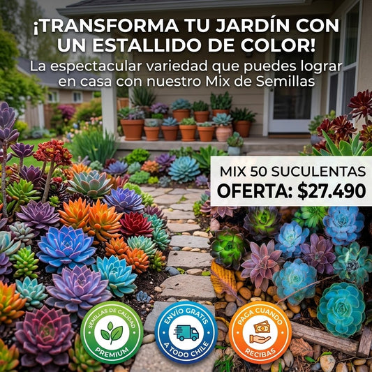 50 MIX SEMILLAS DE SUCULENTAS PREMIUM